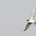 Least Tern